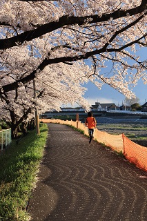 写真：桜と河川工事