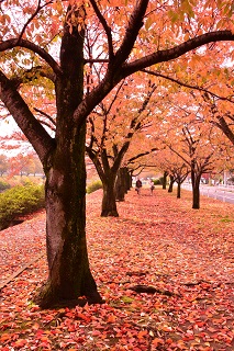 写真：桜並木を散策