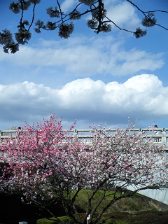写真：桜の向こう