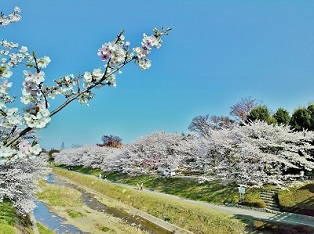 写真：「南浅川橋から眺める桜」
