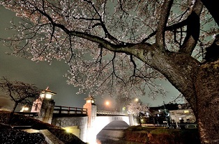 写真：「夜桜」
