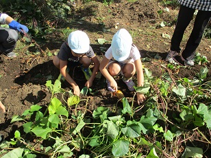 畑で子どもがさつま芋を掘っている様子