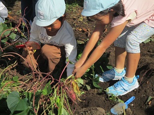 子どもがさつま芋の蔓を引っ張っている様子