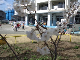 保育園の庭に咲いた桜の花の写真