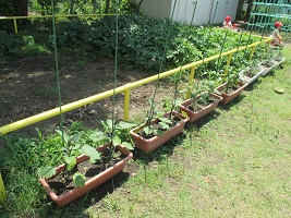 夏野菜が植えてあるプランターの写真