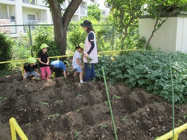 写真:じゃが芋畑の横でさつま芋の苗を植えている様子