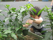 写真：きゅうりを収穫しようとしている