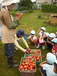 収穫したトマトをみている写真