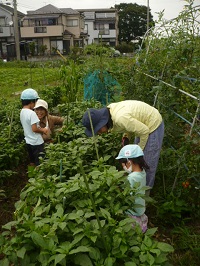 せせらぎ農園で夏野菜の収穫をしている写真