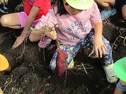 子どもが畑からさつま芋を掘り出した写真