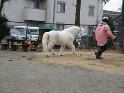 保育園の庭を馬が走っている写真