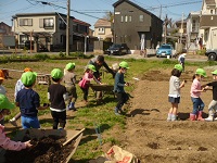 4歳児ぞう組が種いもに土をかぶせに行く写真