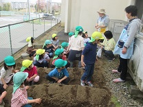 写真：ジャガイモを植える子どもたち
