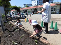 写真：さつま芋の苗植え