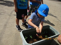 写真：5歳児らいおん組の菊を植える様子