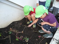 5歳児らいおん組が園庭でいもほりをしている写真