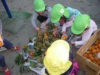 5歳児らいおん組が柿をもいでいる写真