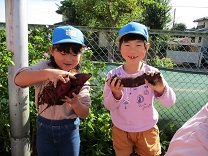 写真：5歳児らいおん組の芋ほりの様子