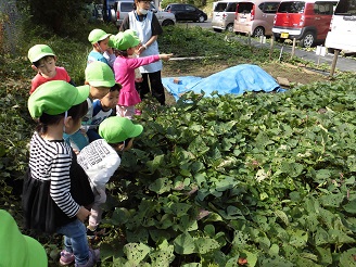 3歳児（こあら組）がさつま芋畑にいる写真