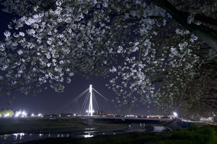 夜桜とふれあい橋