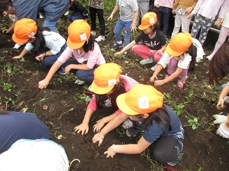 5歳児（らいおん組）がさつま芋堀をしている写真