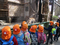 動物園で動物を見ている子どもたちの写真