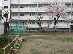 保育園の園庭に咲く桜の写真