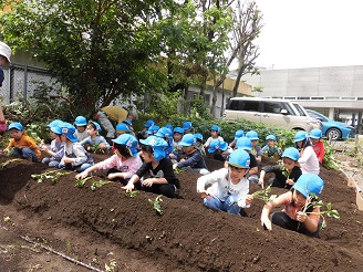 5歳児らいおん組がさつま芋の苗植えをしている様子の写真