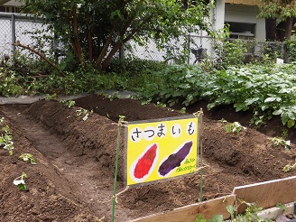 5歳児らいおん組がさつま芋を植えた畑の様子の写真