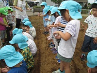 5歳児が種を袋から丁寧に出している写真