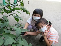 写真：3歳児の収穫