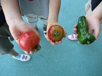 写真：4歳児の収穫