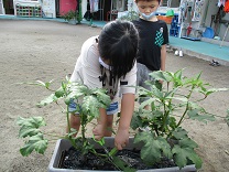 写真：5歳児の収穫