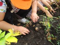 ジャガイモを掘る子ども達の写真