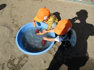 3歳児こあら組がサツマイモを洗っている様子の写真