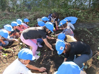 5歳児らいおん組がサツマイモを掘っている様子の写真