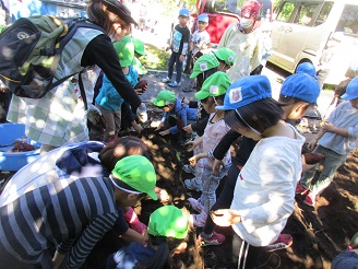 4歳児ぱんだ組がサツマイモを掘っている様子の写真