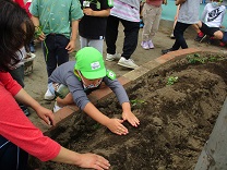 写真：苗植え　子どもが土をかける