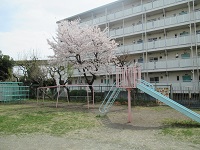 園庭に咲く桜の写真