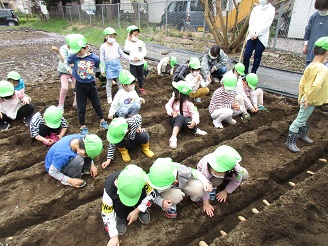 5歳児がじゃがいもを植えている様子の写真