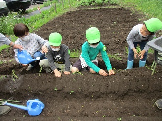 5歳児がさつまいもを植えている様子の写真