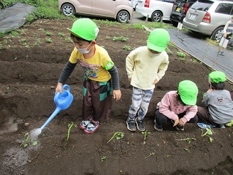 5歳児がさつまいもを植えて水まきをしている様子の写真