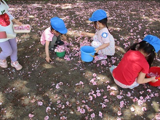 3歳児が桜を拾っている様子の写真