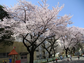園庭の桜が満開の様子の写真