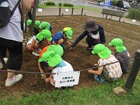 コスモスの種を植える子どもたちの写真