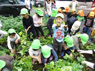 5歳児らいおん組が畑でジャガイモ堀の様子