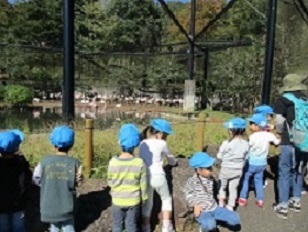 3歳児こあら組が多摩動物公園でフラミンゴを見ている様子の写真