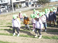 4歳児ぞう組がせせらぎ農園で麦踏みをしている写真
