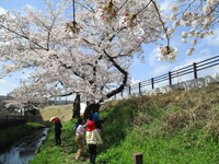 桜の下で花見をしている様子の写真