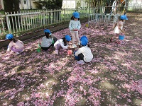 4歳児ぱんだ組の子どもたちがさくらのはなびらで遊んでいる様子の写真